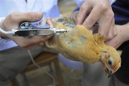 الصين تكثف جهودها لمحاربة السلالة الجديدة من انفلونزا الطيور